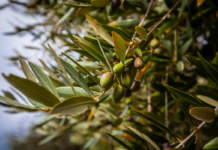 olive taggiasche