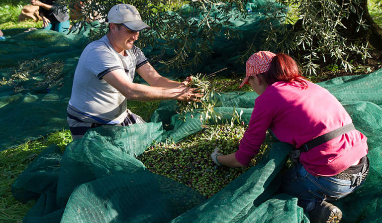 epoca raccolta olive