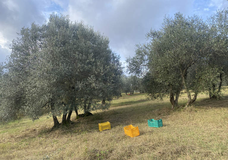 annata olivicola 2023