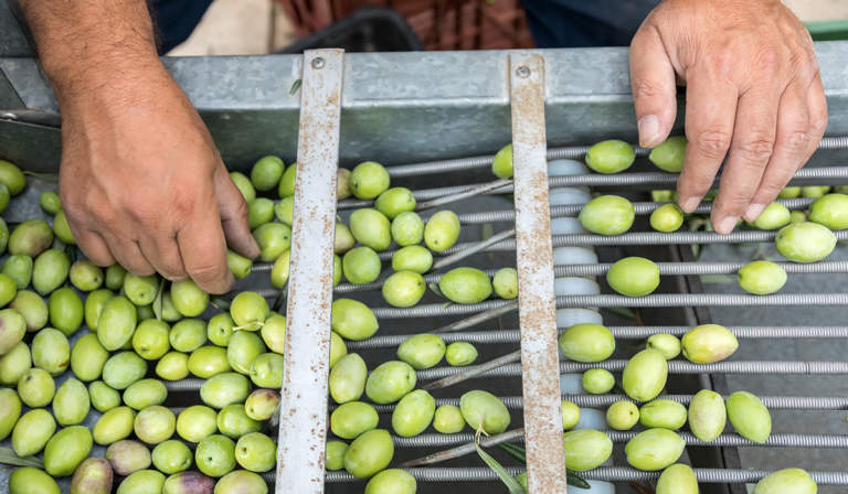olive da tavola