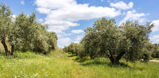 concimazione olivo biologico