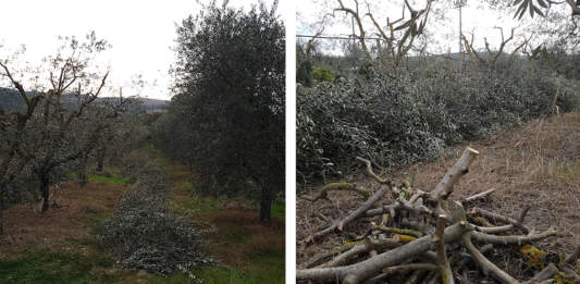 residui potatura olivo