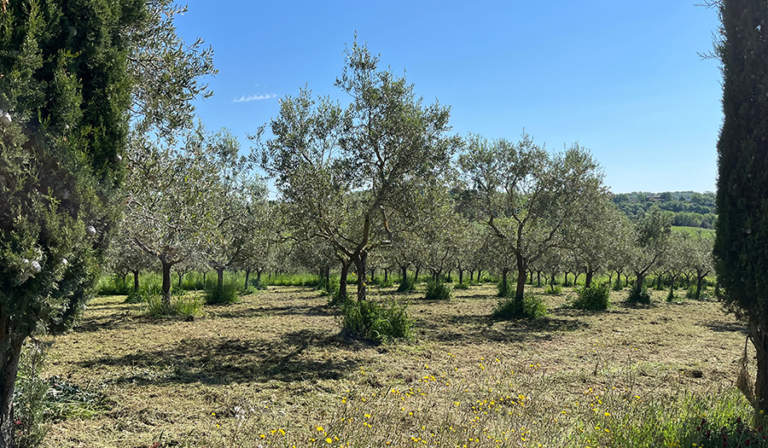potatura olivo effetti