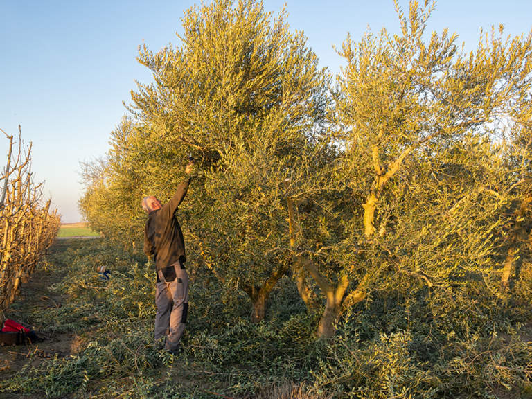 gestione oliveto