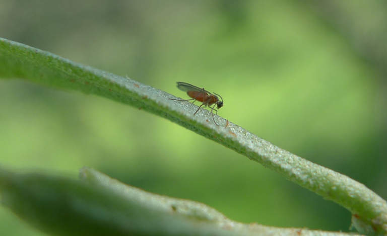 cecidomia olivo monitoraggio toscana