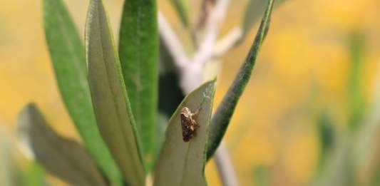 xylella trattamento