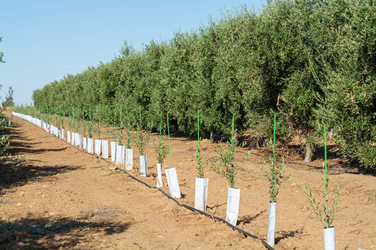 irrigazione oliveto