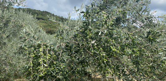 concimazione olivo
