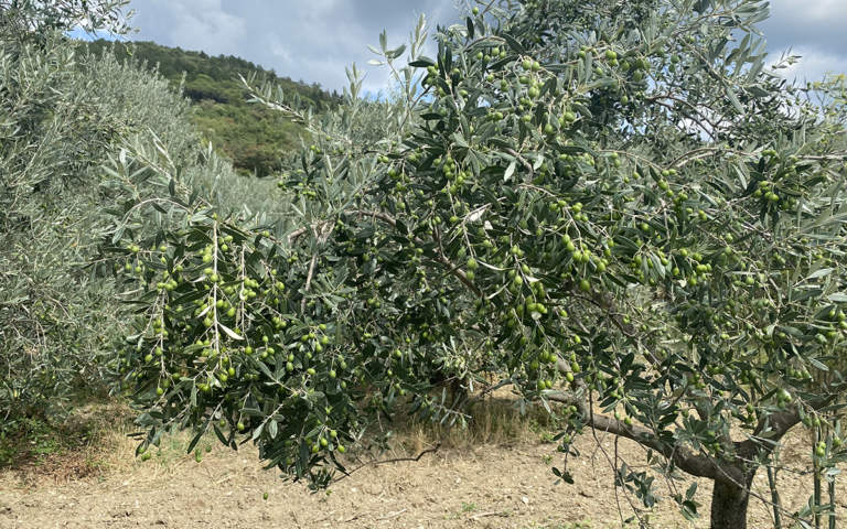concimazione olivo