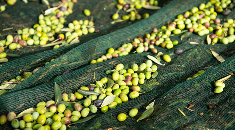 olivicoltura mediterranea futuro