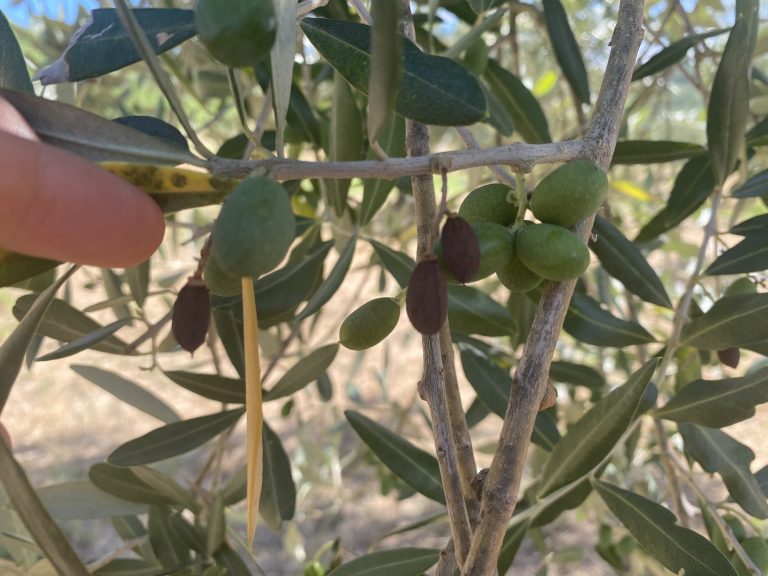 allegagione olivo