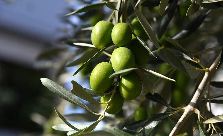 accrescimento olive