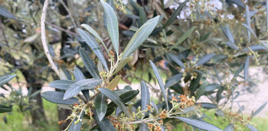 boro fioritura olivo