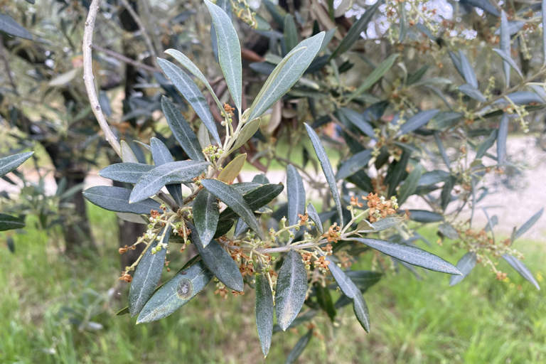 boro fioritura olivo