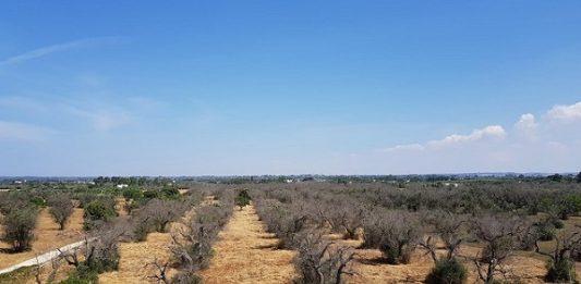 xylella nuovo regolamento ue