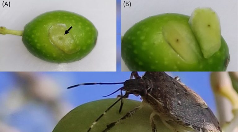 cimice asiatica