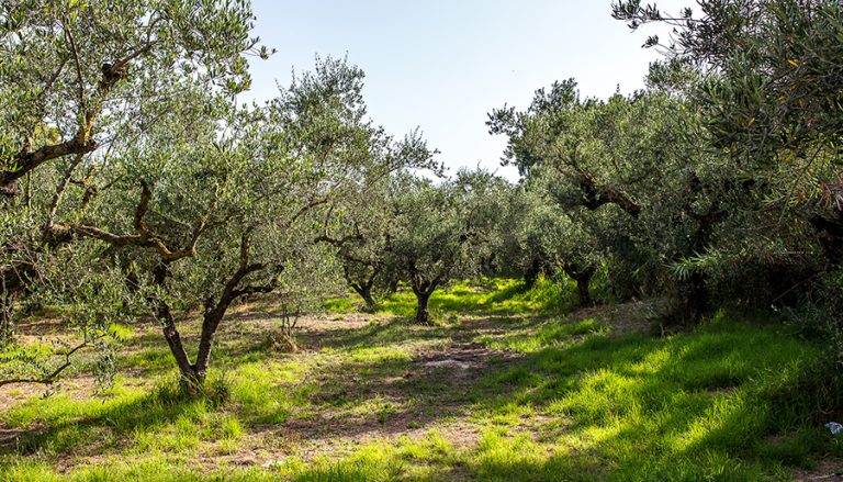 inerbimento oliveto