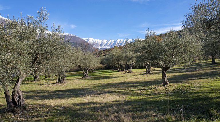 igp olio abruzzo