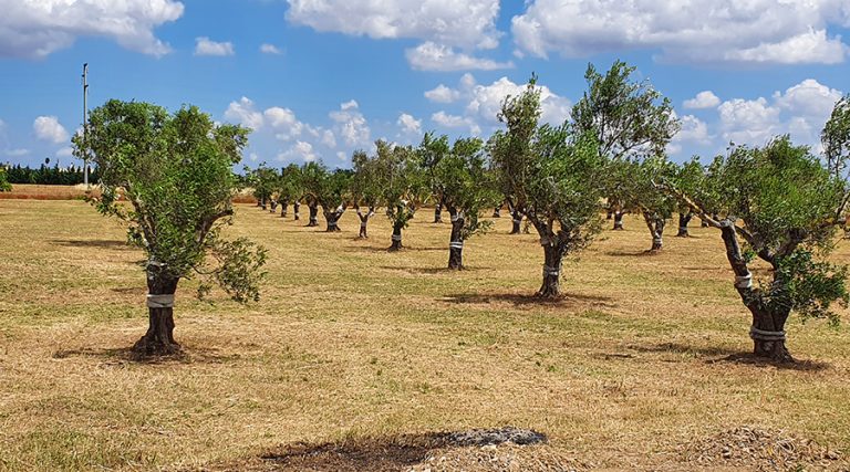 puglia evo 2024