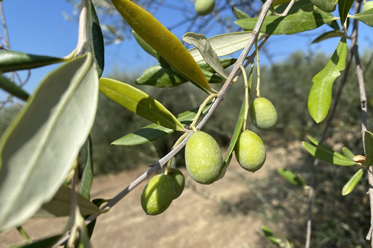 previsioni campagna olearia 2024 2025