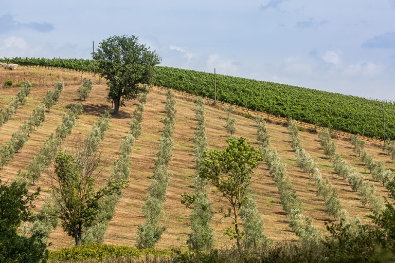 olivicoltura maremma toscana