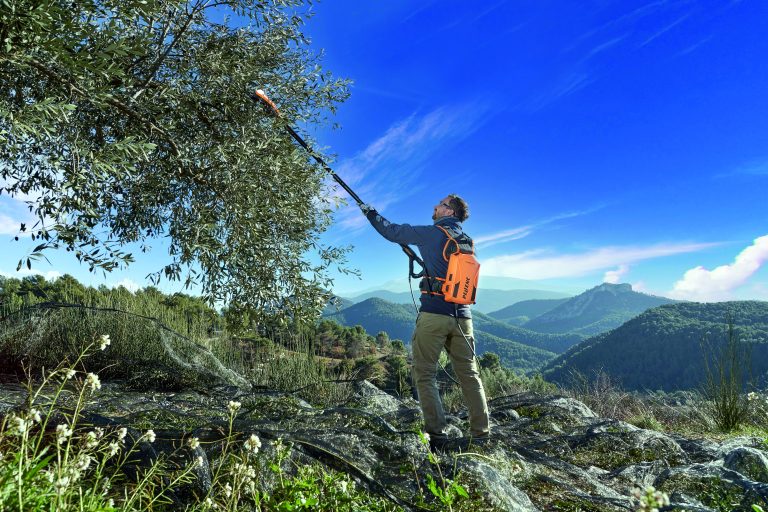 agevolatore raccolta olive