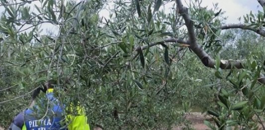 olive matrix