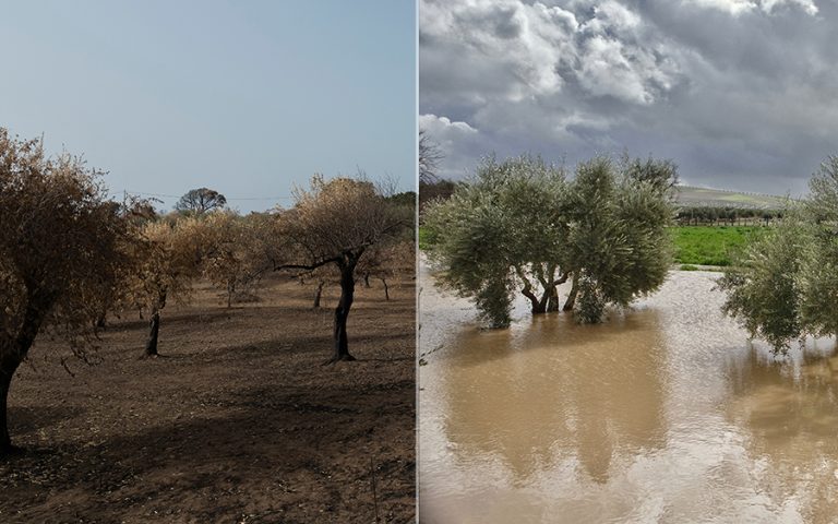 olivicoltura cambiamenti climatici