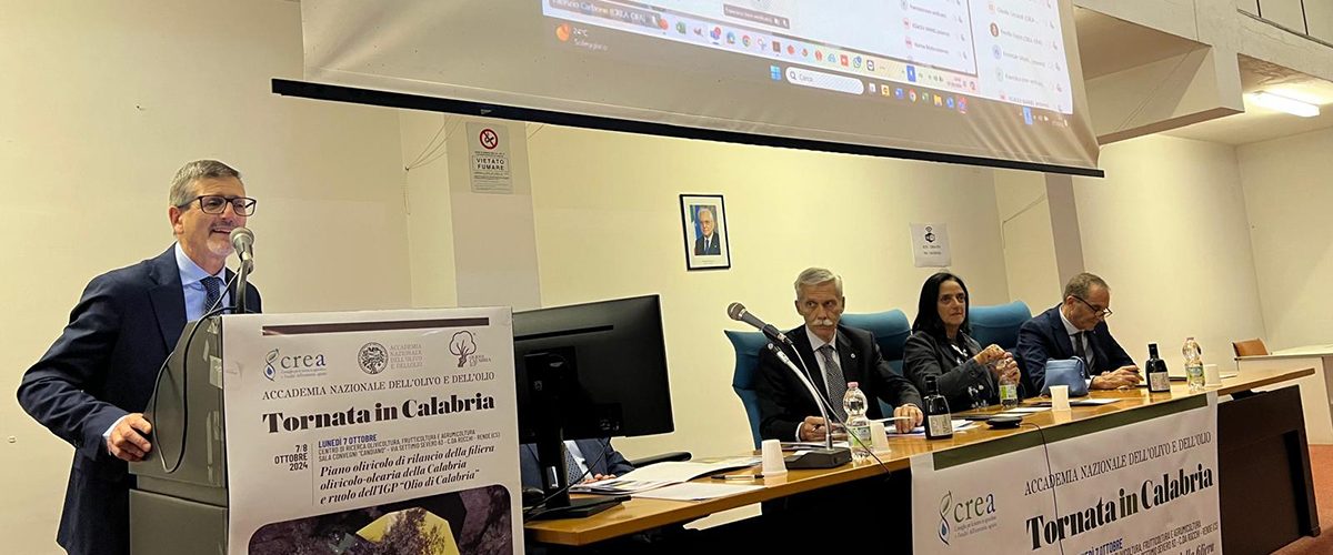 olivicoltura calabrese