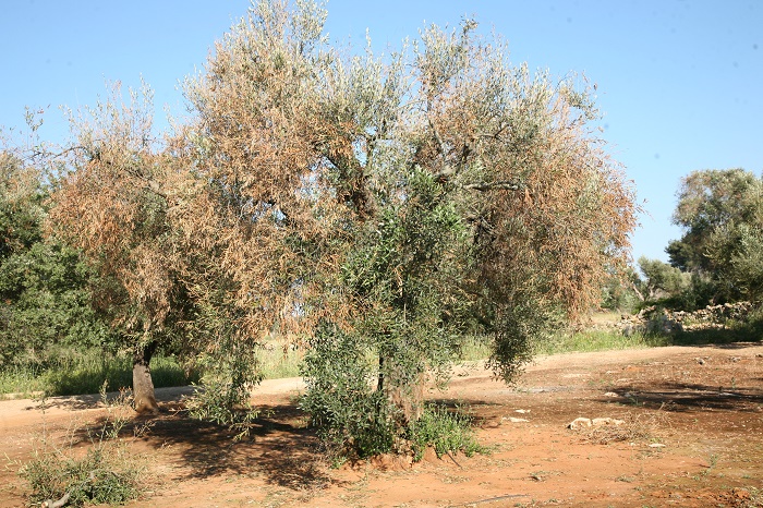 rapporto efsa xylella