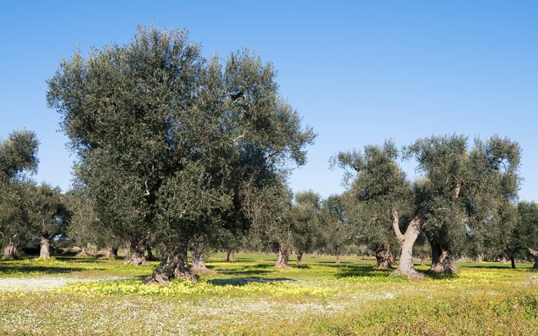 xylella puglia