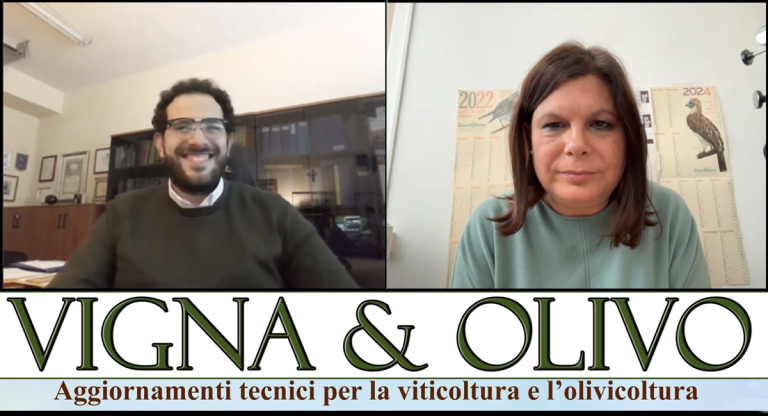 innovazione olivicoltura