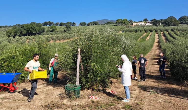 potatura olivo siccità