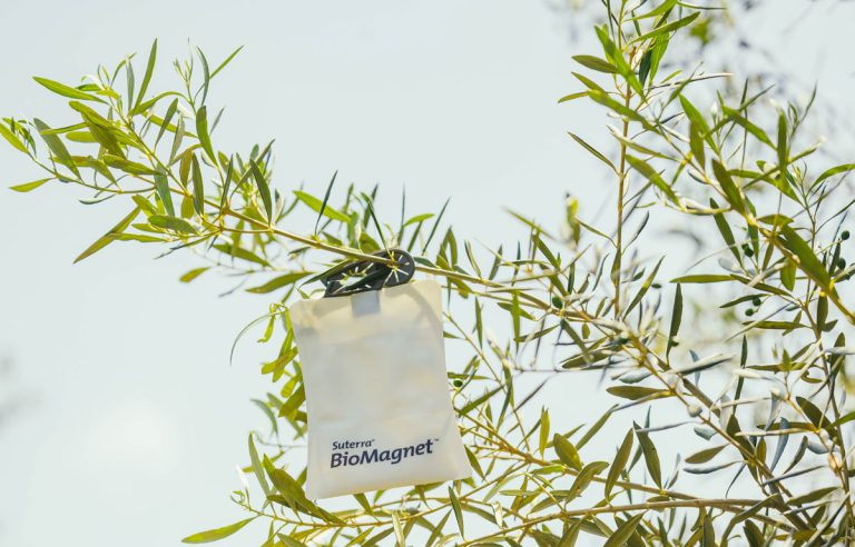 biomagnet trappola mosca olive