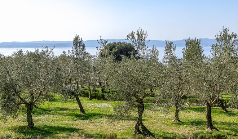 presidio slow food olivi secolari