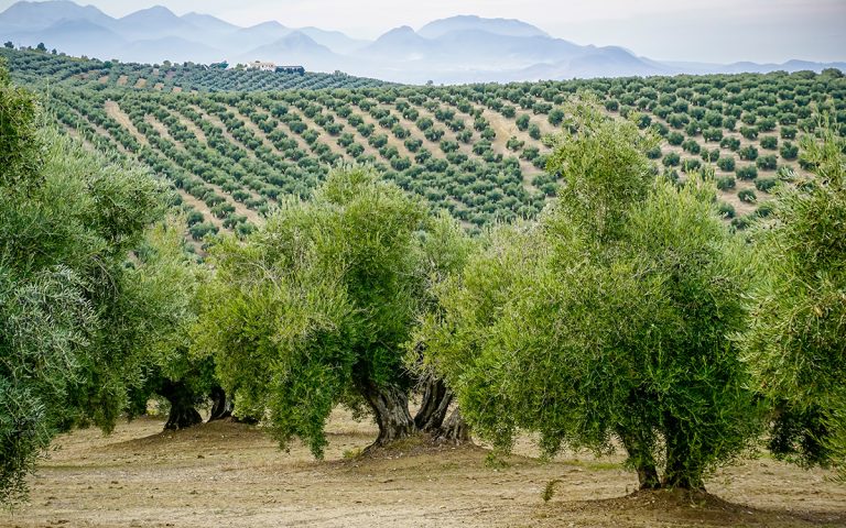 planas olio