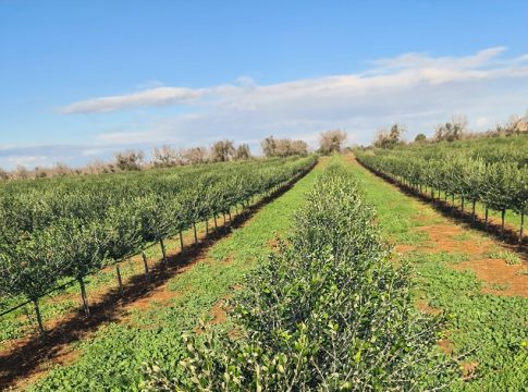 xylella csr puglia