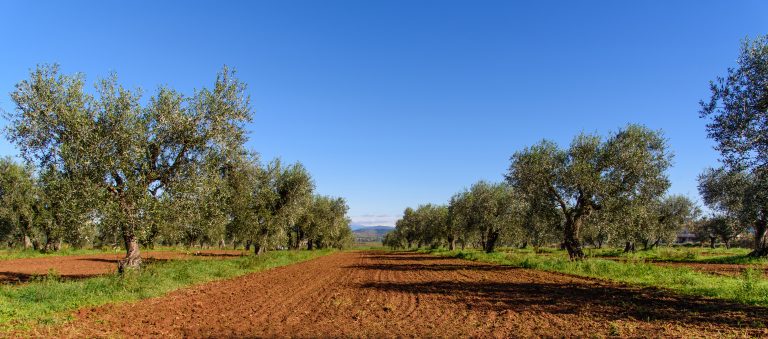 olivicoltura monte pisano