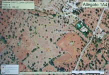 xylella fastidiosa pauca