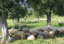 produzione olivicola