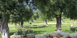 produzione olivicola