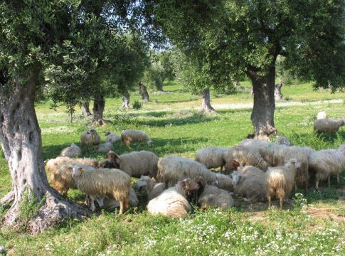 produzione olivicola
