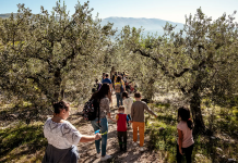 camminata tra olivi