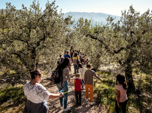 camminata tra olivi