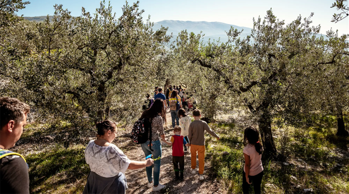 camminata tra olivi
