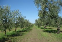 olivi non monumentali
