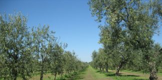 olivi non monumentali