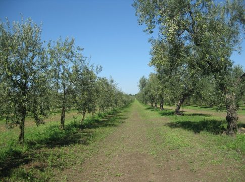 olivi non monumentali