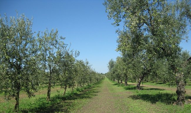 olivi non monumentali