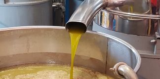 olio di oliva classificazione